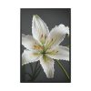 16727636788567247539_2048.jpeg White Lily Flower Framed Canvas