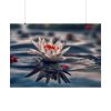 Water Lily Flower Blossom Pond Poster