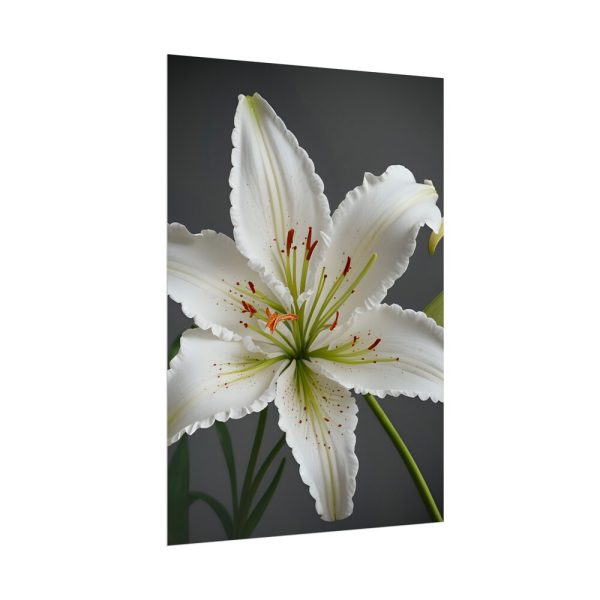 16929248969464475557_2048.jpeg White Lily Flower Poster