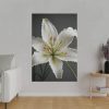 17155365143363373372_2048.jpeg White Lily Flower Standard Canvas