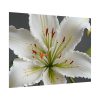 18339324903004268455_2048.jpeg White Lily Flower Poster