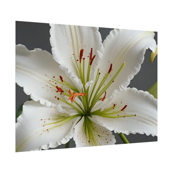 18339324903004268455_2048.jpeg White Lily Flower Poster