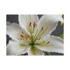 2305438809978991708_2048.jpeg White Lily Flower Poster
