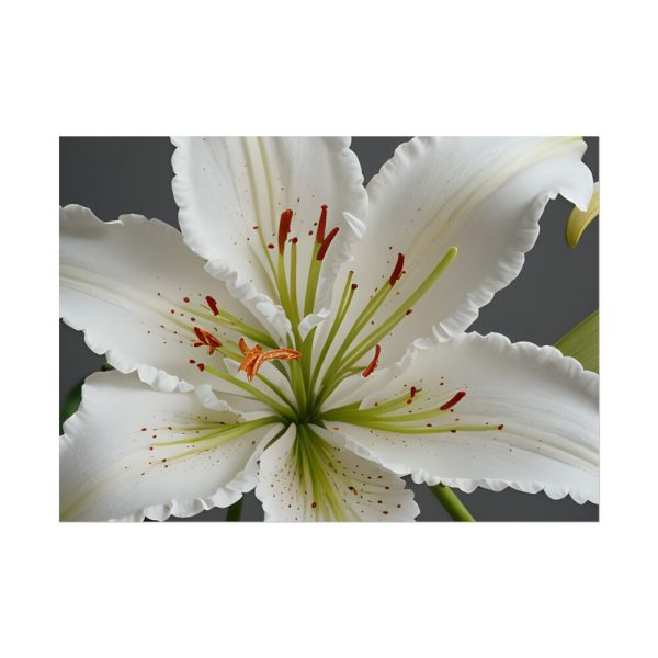 2305438809978991708_2048.jpeg White Lily Flower Poster