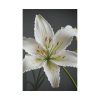 2504903118045992036_2048.jpeg White Lily Flower Standard Canvas