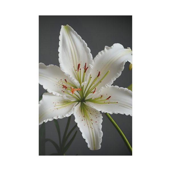2504903118045992036_2048.jpeg White Lily Flower Standard Canvas