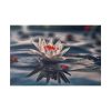 Water Lily Flower Blossom Pond Standard Canvas