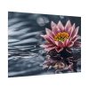 3340589793668996741_2048.jpeg Water Lily Flower Blossom Water Poster