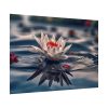 Water Lily Flower Blossom Pond Poster