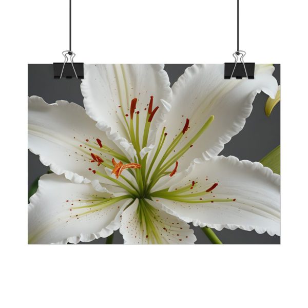 4075560174678267334_2048.jpeg White Lily Flower Poster