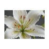 4410585855615857231_2048.jpeg White Lily Flower Poster