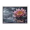 Water Lily Flower Blossom Water Framed Canvas