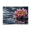 5243591082633229327_2048.jpeg Water Lily Flower Blossom Water Poster