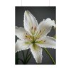 5571180219977530064_2048.jpeg White Lily Flower Poster