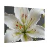 645721910729219929_2048.jpeg White Lily Flower Poster