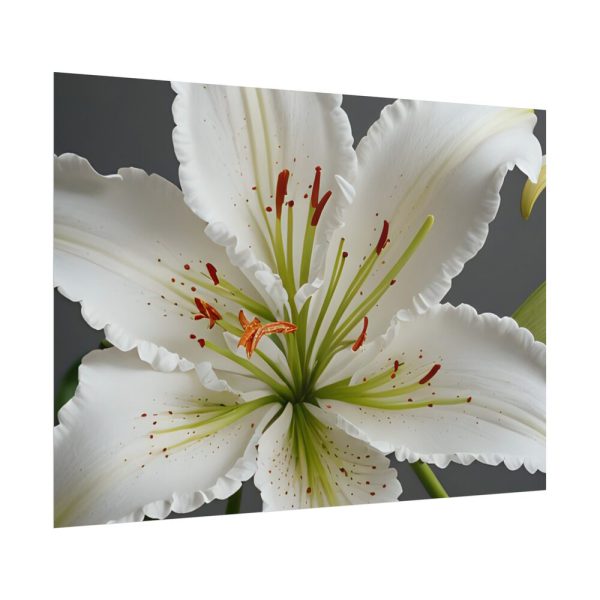 645721910729219929_2048.jpeg White Lily Flower Poster