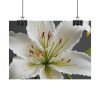 7516502817595796073_2048.jpeg White Lily Flower Poster