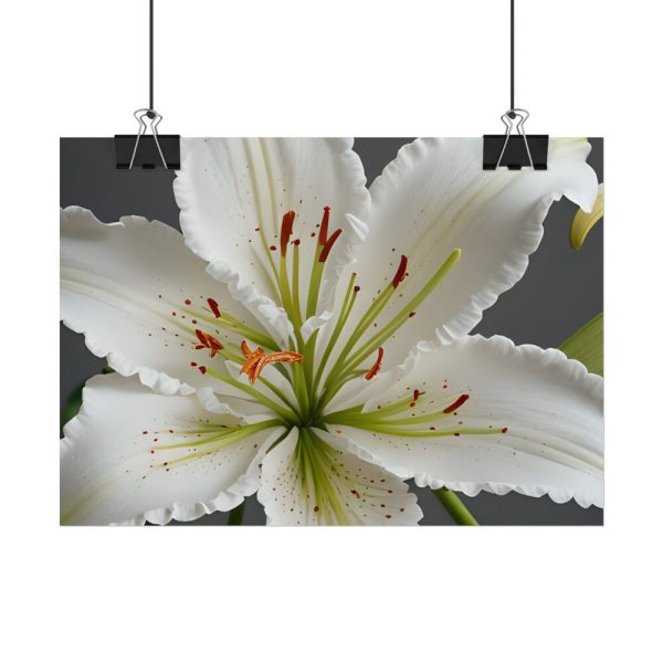 7516502817595796073_2048.jpeg White Lily Flower Poster