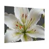 8180123787016721739_2048.jpeg White Lily Flower Poster