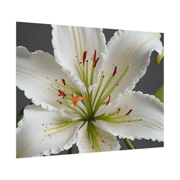 8180123787016721739_2048.jpeg White Lily Flower Poster