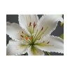 8185724646075838277_2048.jpeg White Lily Flower Poster