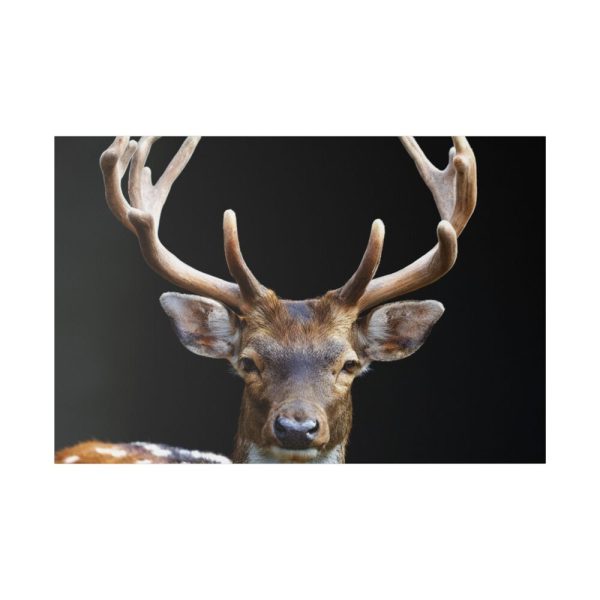82227-1.jpg Fallow Deer, Cloven-hoofed Mammal Standard Canvas