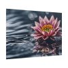 824878948412104429_2048.jpeg Water Lily Flower Blossom Water Poster