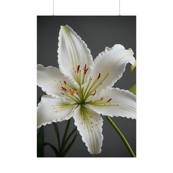 9188488356782748827_2048.jpeg White Lily Flower Poster