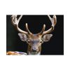 92408-10.jpg Fallow Deer, Cloven-hoofed Mammal Poster