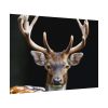 92408-12.jpg Fallow Deer, Cloven-hoofed Mammal Poster