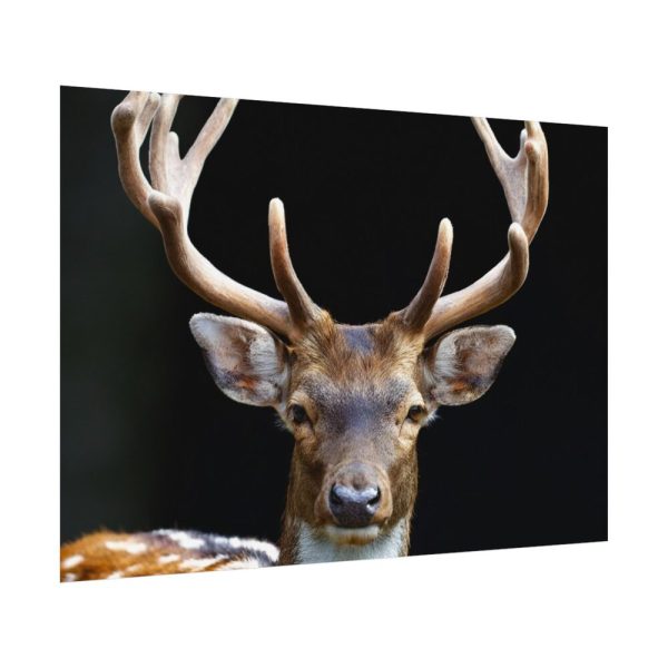 92408-12.jpg Fallow Deer, Cloven-hoofed Mammal Poster