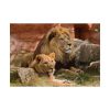 Lion South Africa Poster