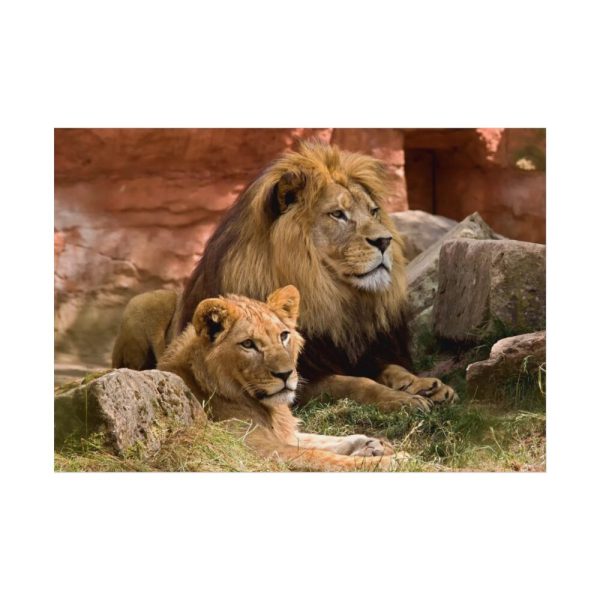 Lion South Africa Poster
