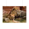 Lion South Africa Poster