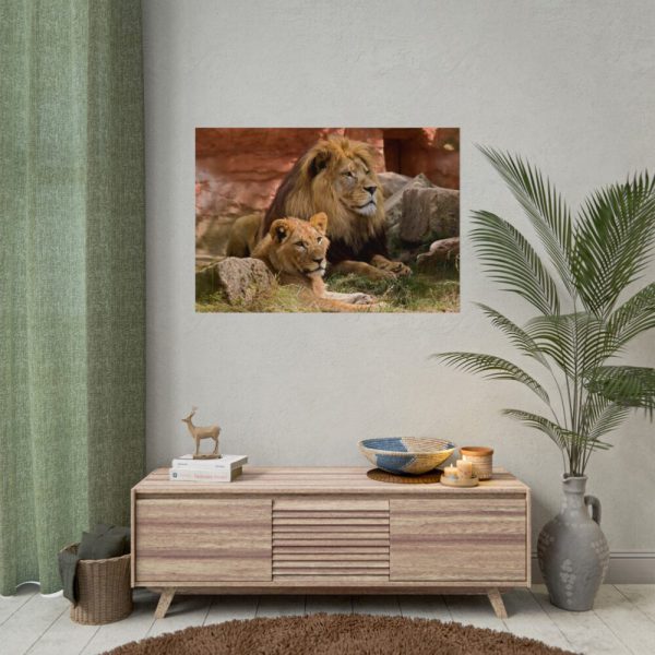 Lion South Africa Poster