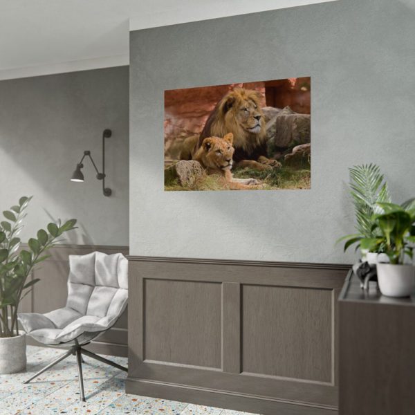 Lion South Africa Poster
