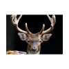 92409-10.jpg Fallow Deer, Cloven-hoofed Mammal Poster