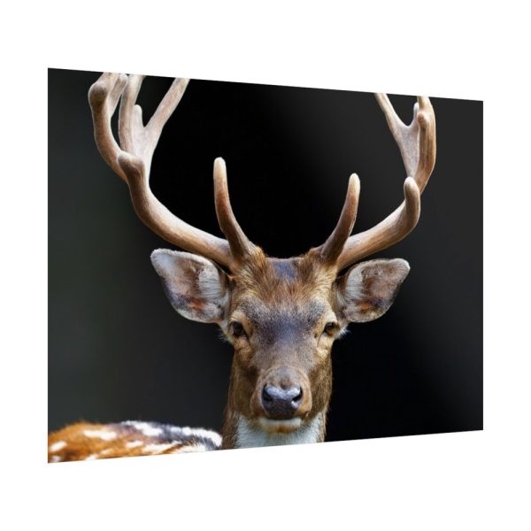 92409-12.jpg Fallow Deer, Cloven-hoofed Mammal Poster