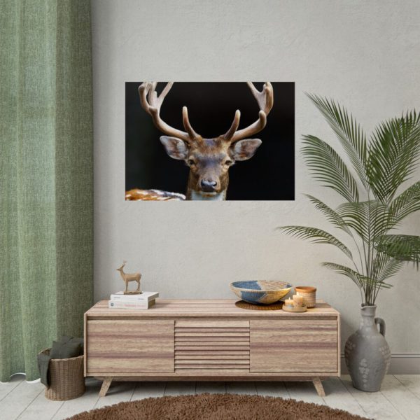 92409-13.jpg Fallow Deer, Cloven-hoofed Mammal Poster