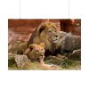 Lion South Africa Poster