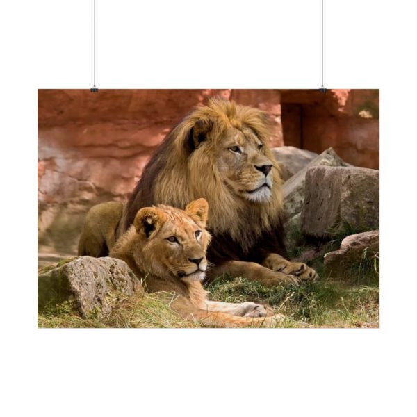 Lion South Africa Poster