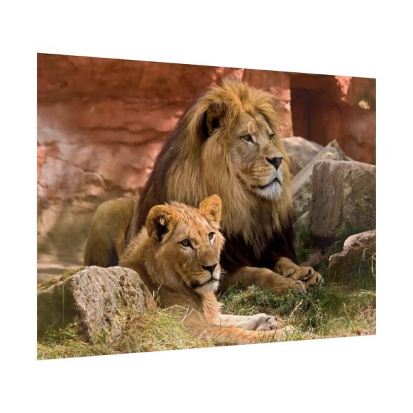 Lion South Africa Poster