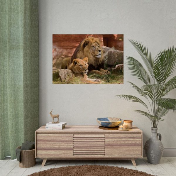 Lion South Africa Poster