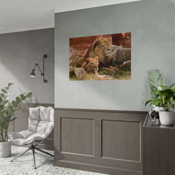 Lion South Africa Poster