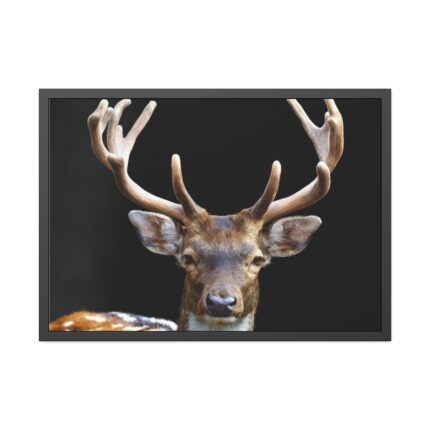 Fallow Deer, Cloven-hoofed Mammal Framed Poster