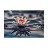 Water Lily Flower Blossom Pond Poster