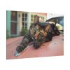 10652688614801492966_2048.jpeg Calico Cat On Car Standard Canvas