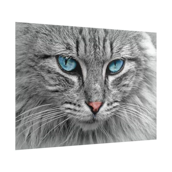 10932766637828975766_2048.jpeg Cat Face Poster