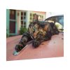 11525127440064249461_2048.jpeg Calico Cat On Car Poster