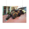 11746720477148453401_2048.jpeg Calico Cat On Car Poster